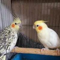 یک جفت عروس هلندی مولد با قفس