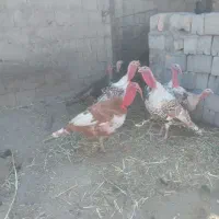 بوقلمون
