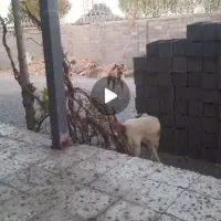 سگ .
