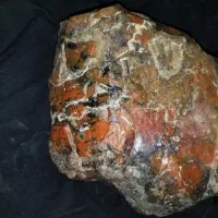 شجر سرخ