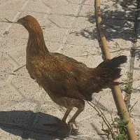 فروش دو عدد مرغ تخمگذار