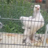 جوجه برهمای اصیل لایت