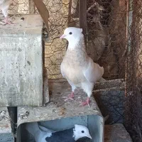 کبوتر یک عدد ماده سالم سرحال
