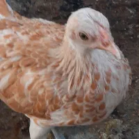 مرغ وخروس سبرایت بوف اصل