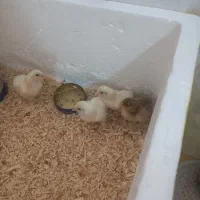 جوجه برهما اصل