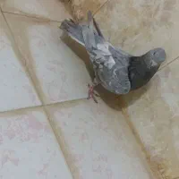 کبوتر نر صابونی
