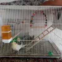 عروس هلندی