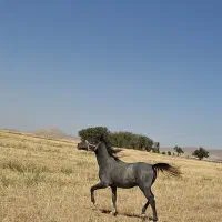 اسب نریان کرد