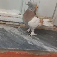 کبوتر ترکیه
