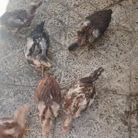 ۶تا جوجه لاری اصل اصل افغان