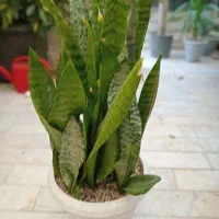 گلهای  آپارتمانی  و گلخا نه ای