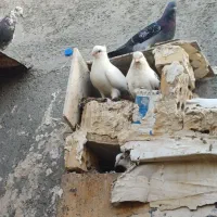 تعدادی کبوتر رنگی واسه فروش