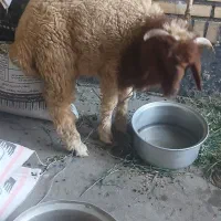 گوسفندنر