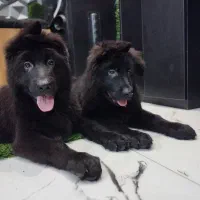 توله ژرمن شولاین لانگهیر از نسلی وارداتی