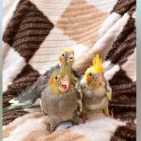 عروس هلندی سرلاکی