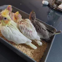 عروس هلندی و مرغ عشق