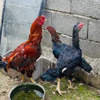 سه عدد مرغ خروس لاری