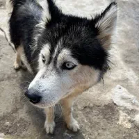 سگ هاسکی دم آبشاری
