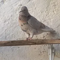 کبوتر سرور پرشی تهران