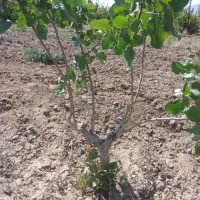 پیوند درخت پسته ومیوه
