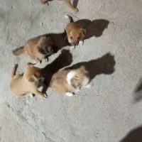 توله پا کوتاه،هم ساده،هم پشمالو