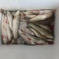 ماهی تازه و طبیعی رودخانه