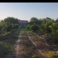 باغ لیمو ترش اولین سال برای بهره برداری