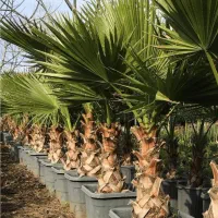 پالم ناخالص ترکیب ((واشنگتن کانادایی))