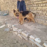 ژرمن شیب دار ماده