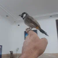 جوجه قناری مست کاملن دستی