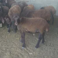 فروش ۱راس بره ماده افشاری و ۱راس کهره ماده چاق