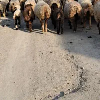 فروش110راس میش