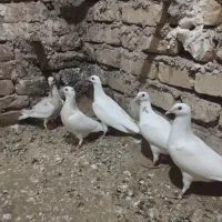 کفتر