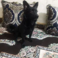 پاکوتاه و ژرمن
