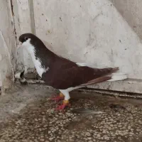 کبوتر‌نرو‌ماده‌رنگی‌کارداده