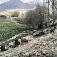 100رس بره افشار 35تا40کیلوی نر و ماده