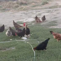 فروش مرغ و خروس واردک