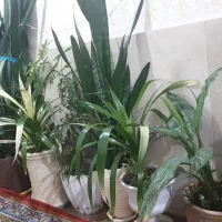 گل و گلدان طبیعی