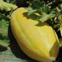 خربزه فراهان  شیرین و پر آب