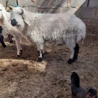 بره نر