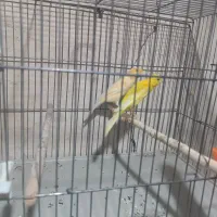 یک جفت قناری. نر و ماده