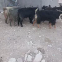 بی عیب