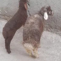 بره نرینه