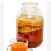 قارچ کامبوچا