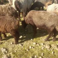 میش وبره    و بز و بزغاله