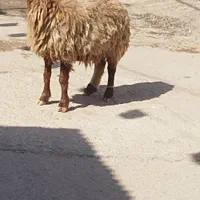 گوسفند
