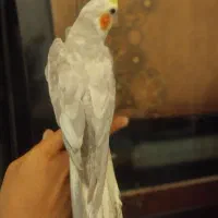 یک عدد عروس هلندی اهویی سخنگو