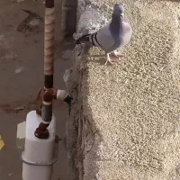 کبوتر|پرنده|دهدشت, |دیوار