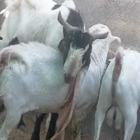 نر بز