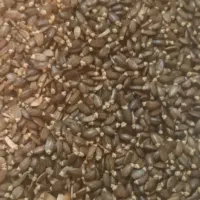 دانه خار مریم حدود صدکیلو ایذه